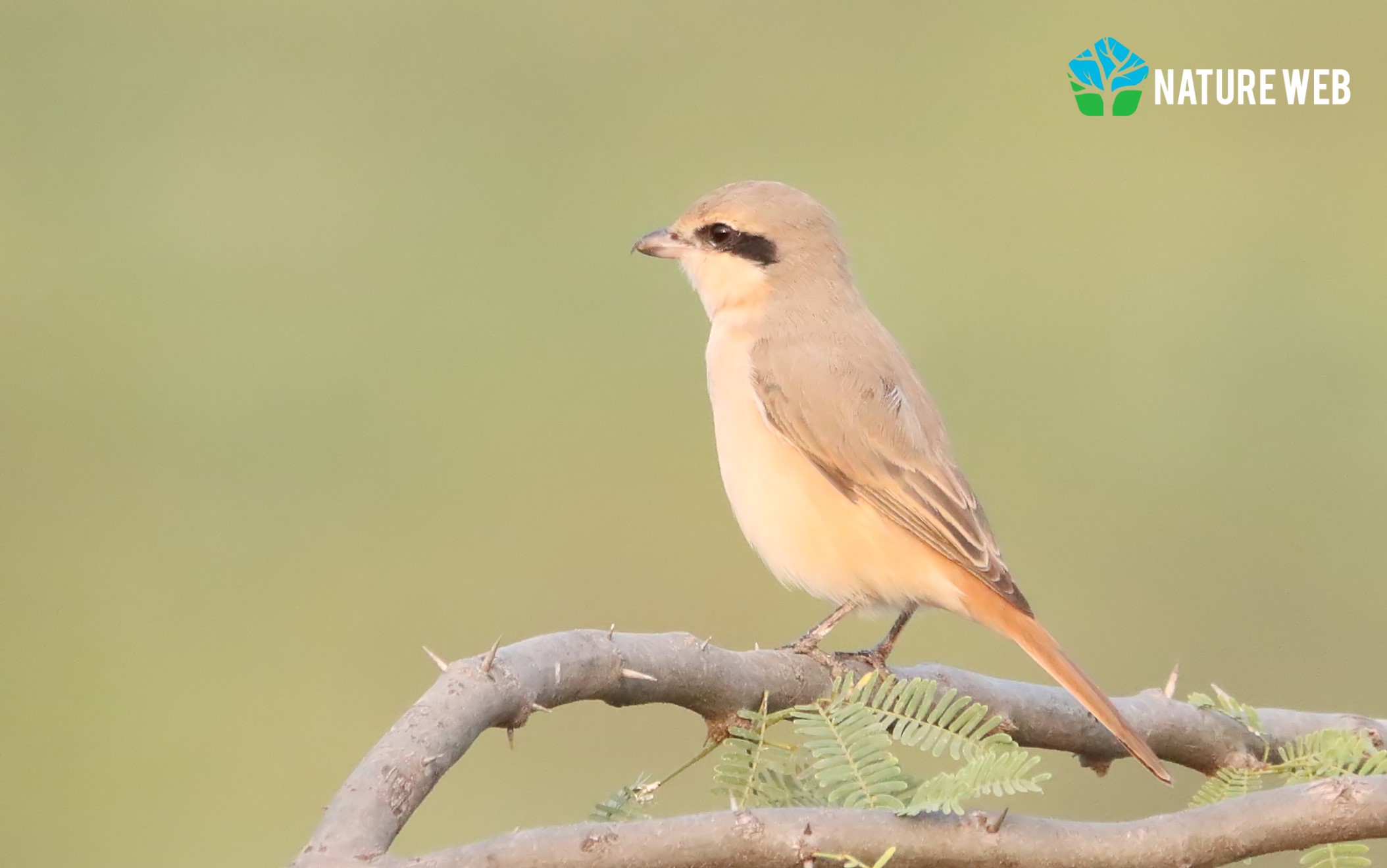 Isabelline Shrike